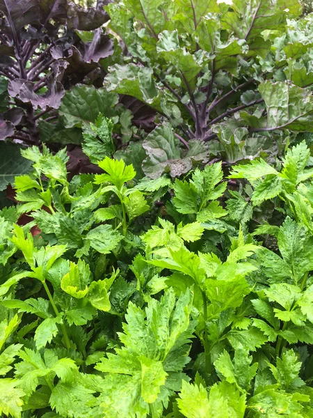 Parsley and lettuce in the summer garden — Stock Photo, Image