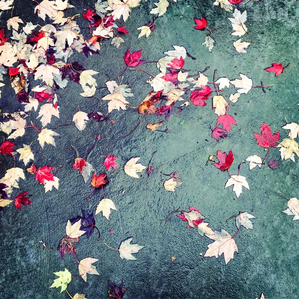 Red maple leaves on concrete background — Stock Photo, Image