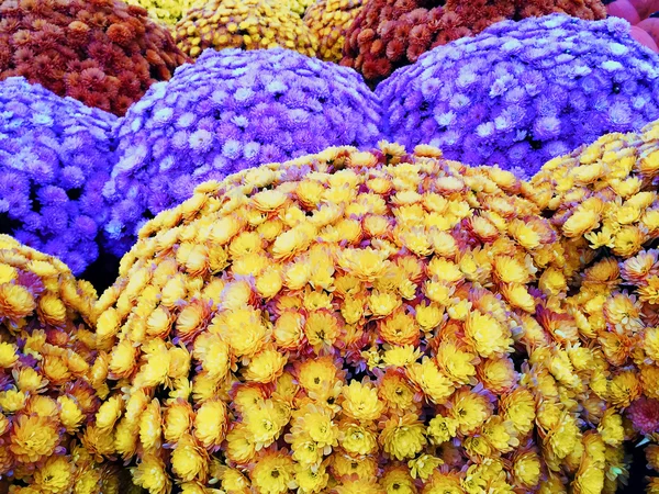 Markt met kleurrijke herfst chrysanten — Stockfoto