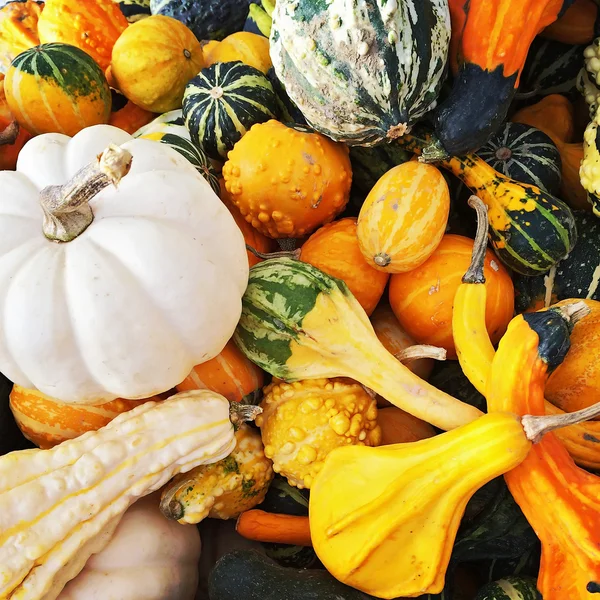 Calabazas y calabazas coloridas —  Fotos de Stock