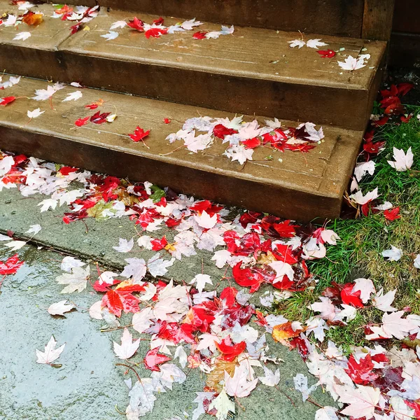 Feuilles d'érable rouges sur marches en pierre — Photo