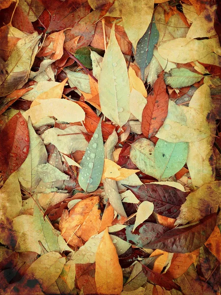 Vissnade torra löv i regndroppar — Stockfoto