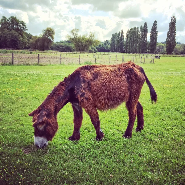 Feminino Poitou burro pastando em pasto verde — Fotografia de Stock