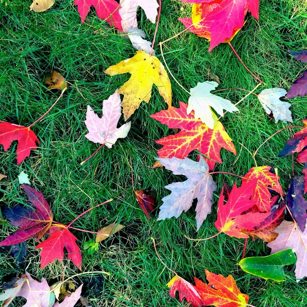 Feuilles d'érable brillantes sur herbe verte — Photo