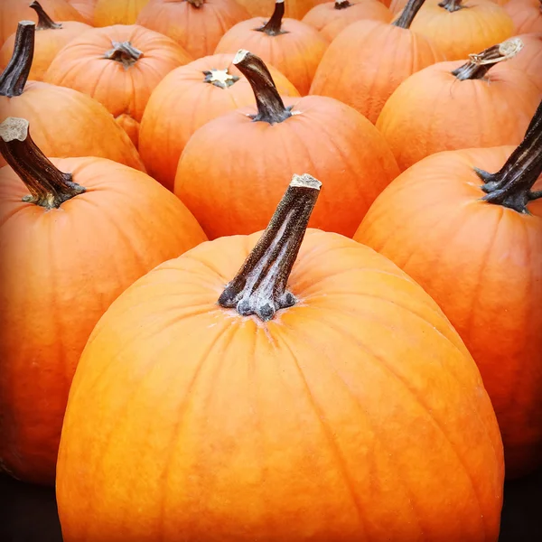 Vivid orange pumpkins — Stock Photo, Image