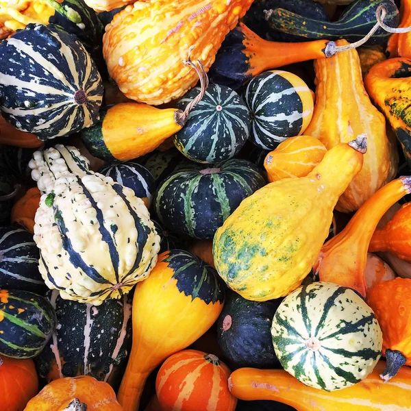 Gourds di diverse forme e colori — Foto Stock