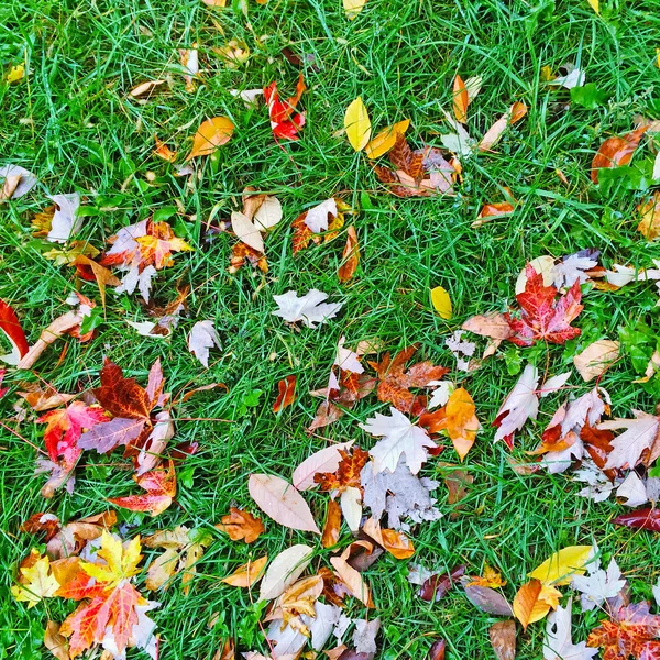 Kleurrijke Herfstbladeren op groene gazon — Stockfoto