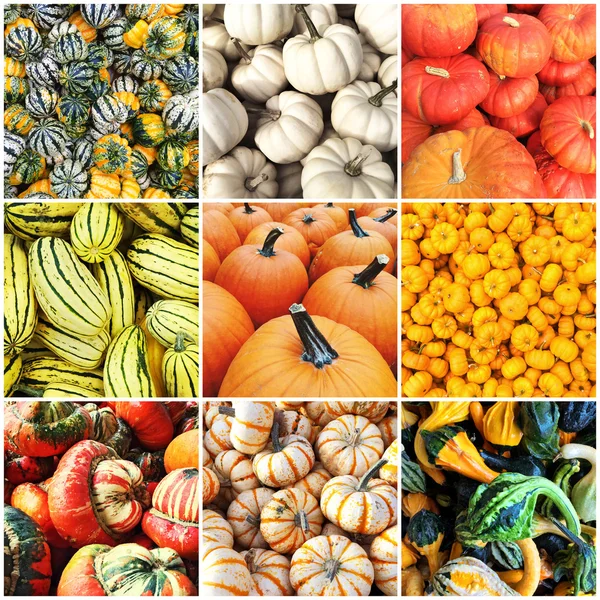 Autumn squash collage — Stock Photo, Image