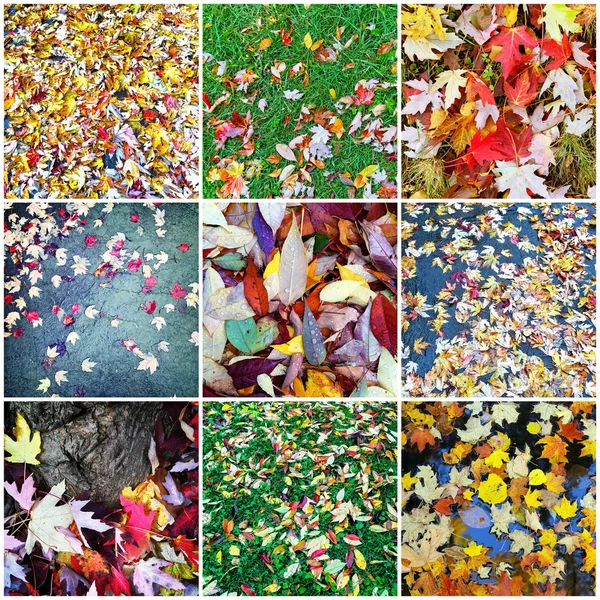 Collage de feuilles d'automne — Photo