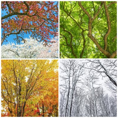 Trees in spring, summer, autumn and winter clipart
