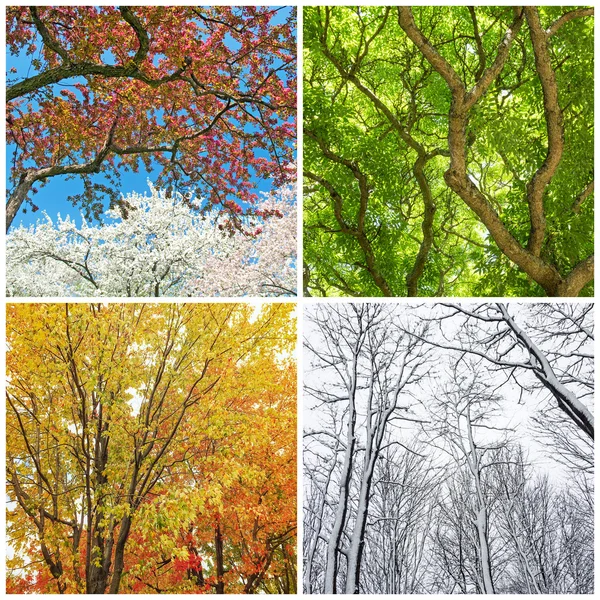 Árboles en primavera, verano, otoño e invierno — Foto de Stock