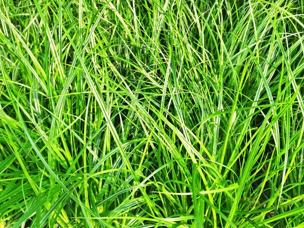 Gros plan de l'herbe verte au soleil — Photo