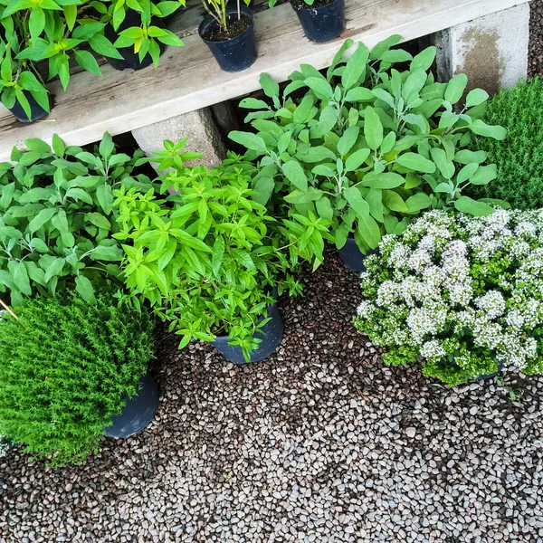 Grüne Pflanzen auf Kies Hintergrund — Stockfoto
