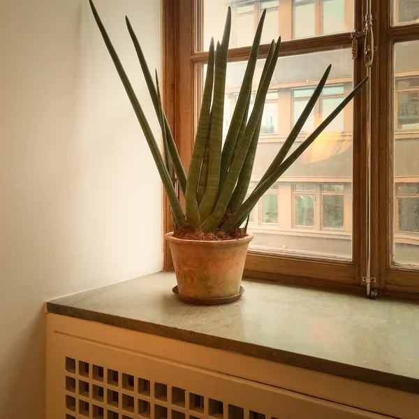 Planta de sansevieria em uma soleira da porta de janela — Fotografia de Stock