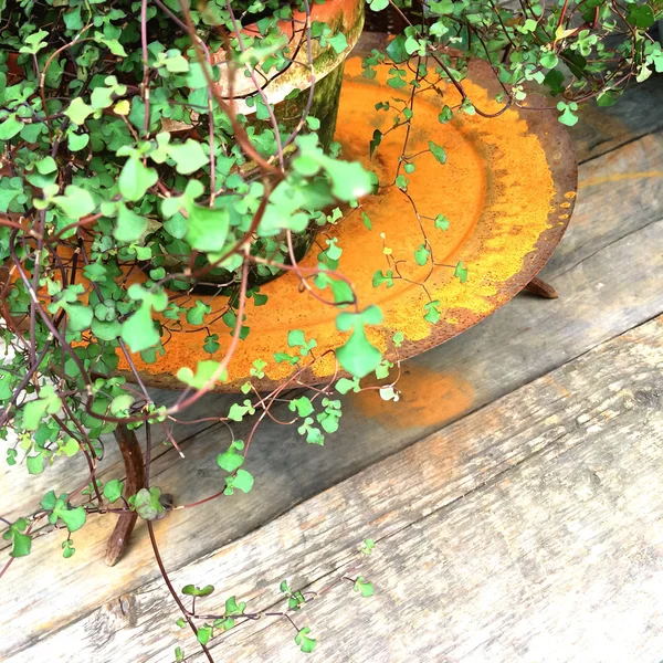 Planta verde em uma bandeja enferrujada vintage — Fotografia de Stock