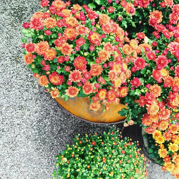 Crisantemos rojos en una olla — Foto de Stock