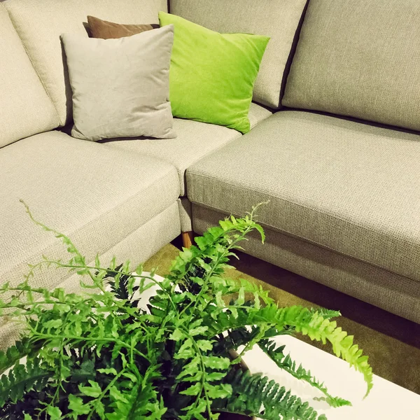 Sofa sudut dan dekorasi tanaman pakis — Stok Foto