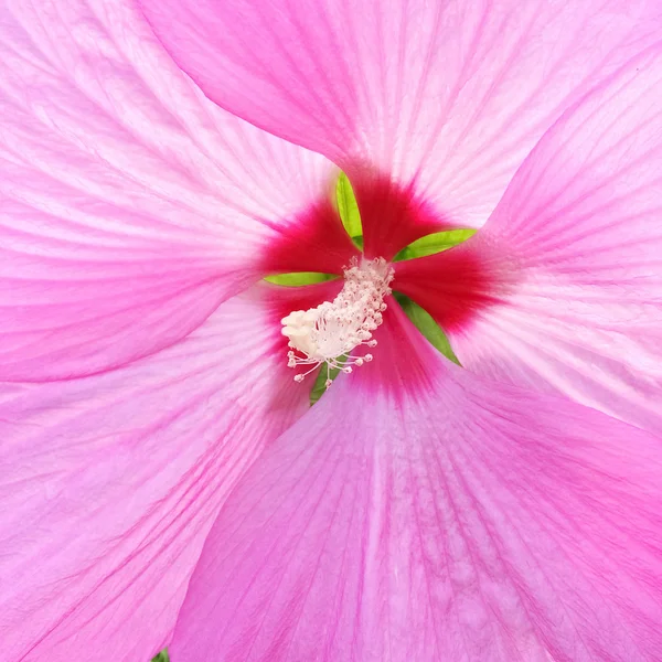 Schöne zarte rosa Hibiskusblüte — Stockfoto