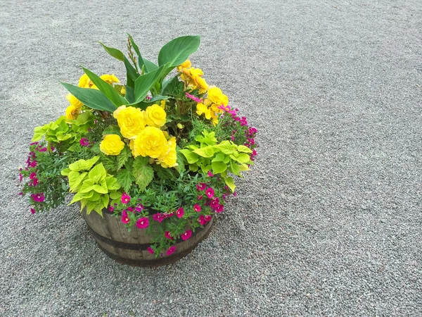 Flores coloridas em um barril de madeira — Fotografia de Stock