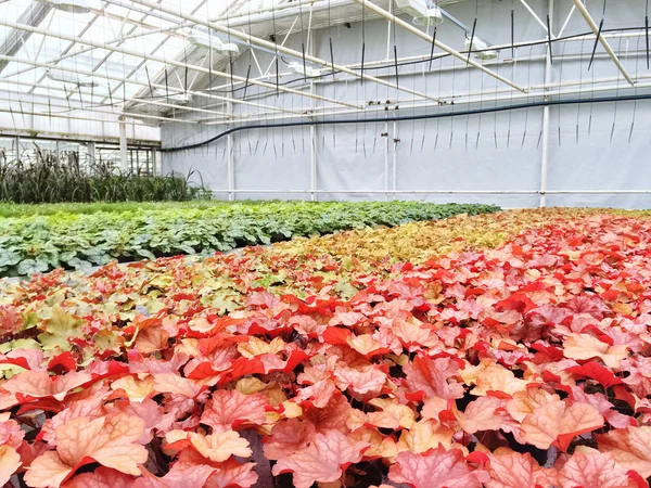 Colorida variedad de plantas en un centro de jardinería —  Fotos de Stock