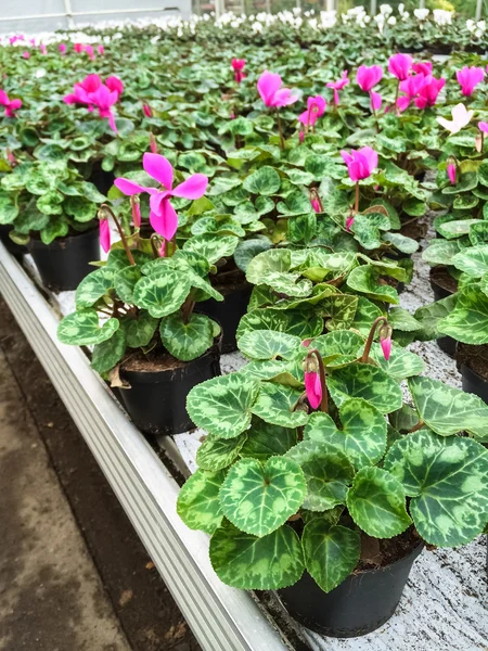 Cyclamen blühen in einem Gartencenter — Stockfoto