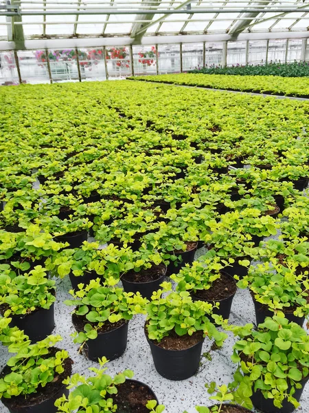 Pots with green plants in a garden center — Stock Photo, Image