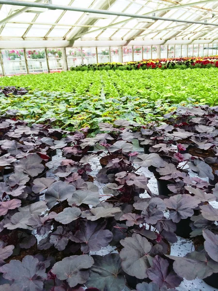 Pflanzenvielfalt im Gartencenter — Stockfoto