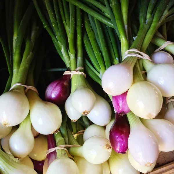 Verse uien op de markt — Stockfoto