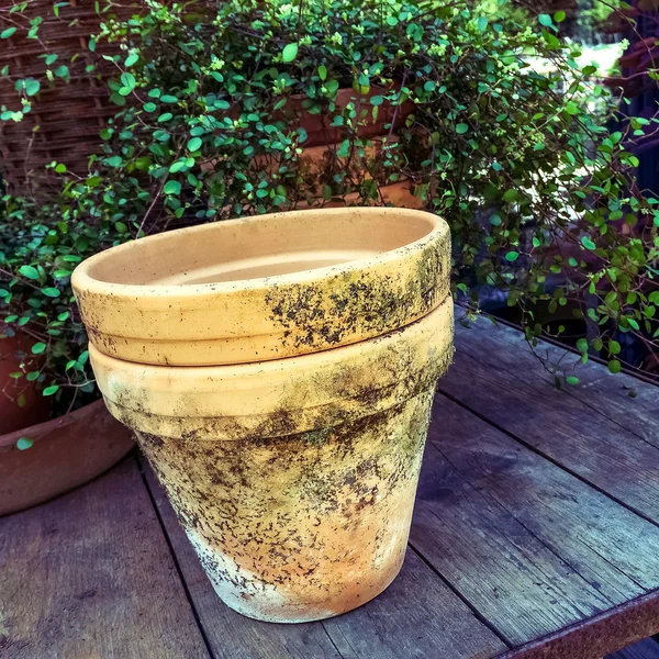 Old mossy clay pot — Stock Photo, Image