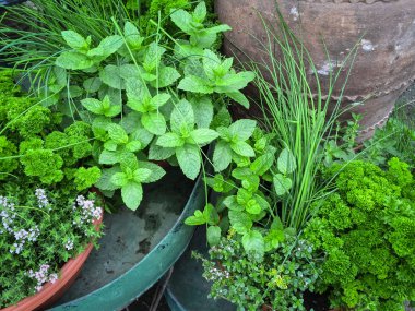 Edible green herbs