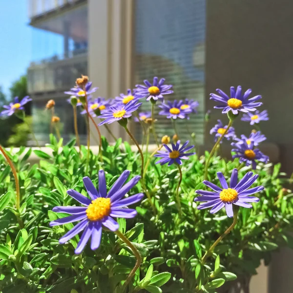 Синие ромашки цветут на балконе — стоковое фото