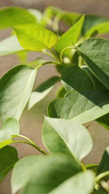 Yeşil yapraklar. Tropik yapraklar arka plan.