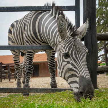 Zebra hayvanat bahçesinde ot yiyor