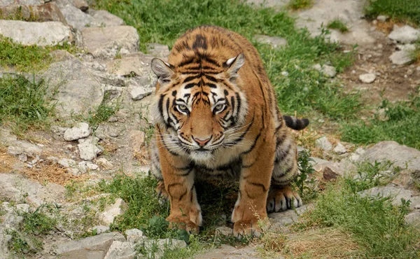 Outdoor Big Tiger Animal Royalty Free Stock Photos