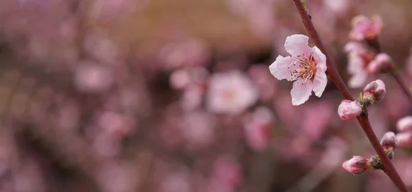 Blooming Plum Tree Details — Stock Photo, Image