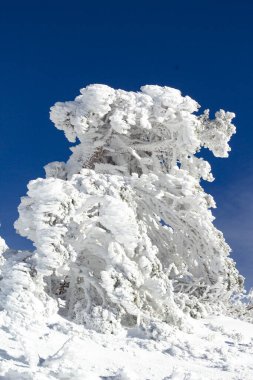 Koyu mavi gökyüzünün altında güneşli bir günde karla kaplı bir ağaç. Soğuk kış kavramı. Saf doğa. Dikey görünüm.