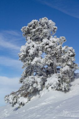 Koyu mavi gökyüzünün altında güneşli bir günde karla kaplı bir ağaç. Soğuk kış kavramı. Saf doğa. Dikey görünüm.