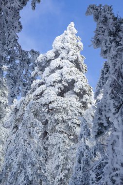 Güneşli bir kış gününde taze karla kaplı ağaçlar. Kış konsepti Kar beyazı ve gök mavisi kontrastı