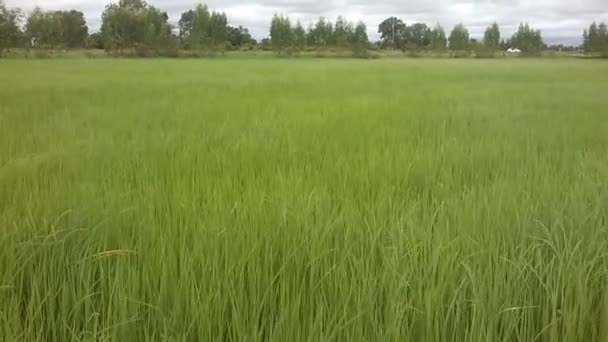 Szél fúj elhagyja a rizs, a felhős ég — Stock videók