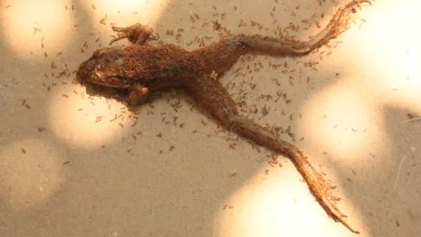 Ameisen beißen toten Frosch — Stockvideo