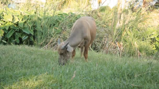 Buffalo comendo grama — Vídeo de Stock