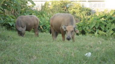  bufalo çim yeme  