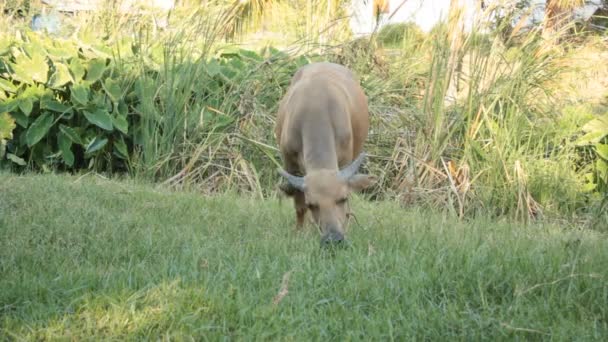 Buffalo comiendo hierba — Vídeos de Stock