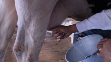 El ile inekleri sağıyor