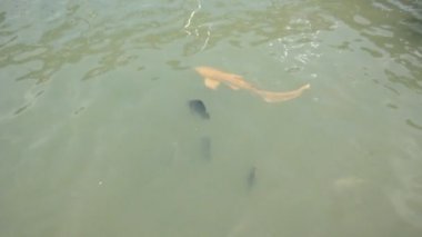 Denizde köpekbalıkları