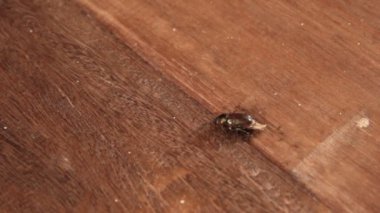 Böcekler karıncalar al