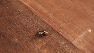 Böcekler karıncalar al 