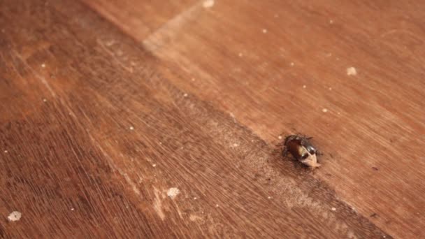 Las hormigas toman insectos — Vídeos de Stock