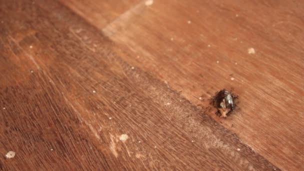 アリは昆虫を取る — ストック動画