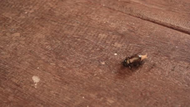 Myrorna tar insekter — Stockvideo